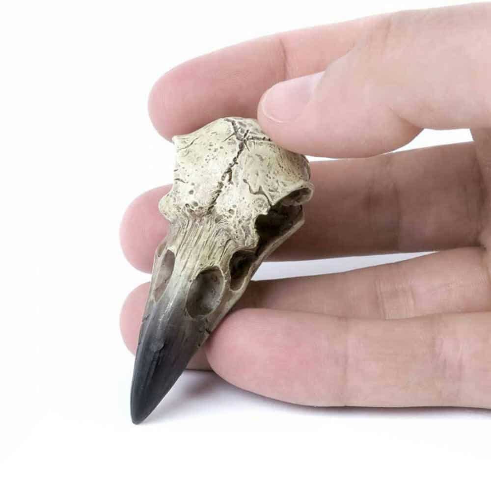 Alchemy Anhänger Raven Skull – Bild 2
